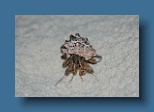 Helengeli 091